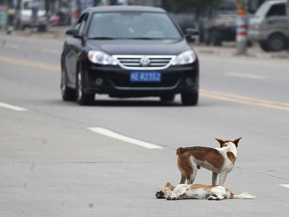 تصادف کردن سگ ها با اتومبیل
