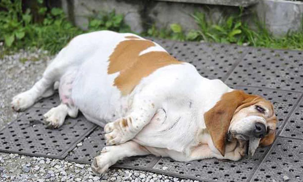 چاقی در سگ