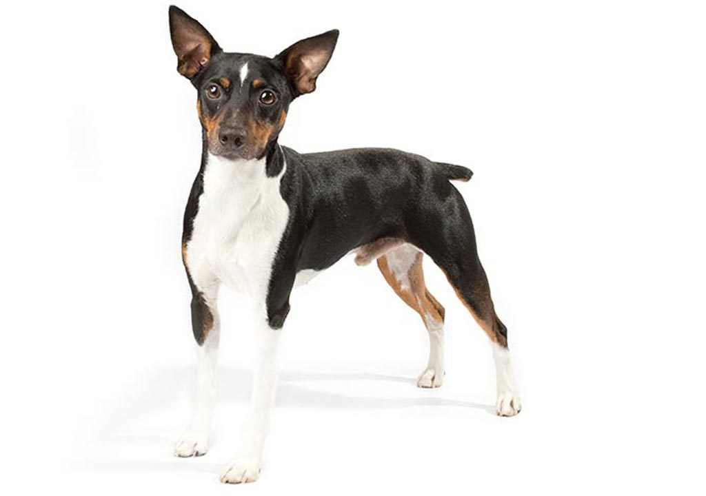 رت تریر Rat Terrier