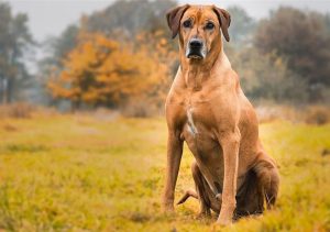 سگ نژاد ردیژن ریدج بک