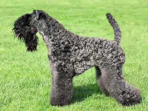 کری بلو تریر Kerry Blue Terrier