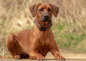 ردیژن ریدج بک قهوه ای