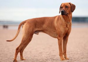 سگ ردیژن ریدج بک