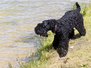 کری بلو تریر Kerry Blue Terrier