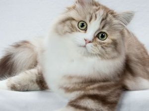 گربه نژاد راگامافین