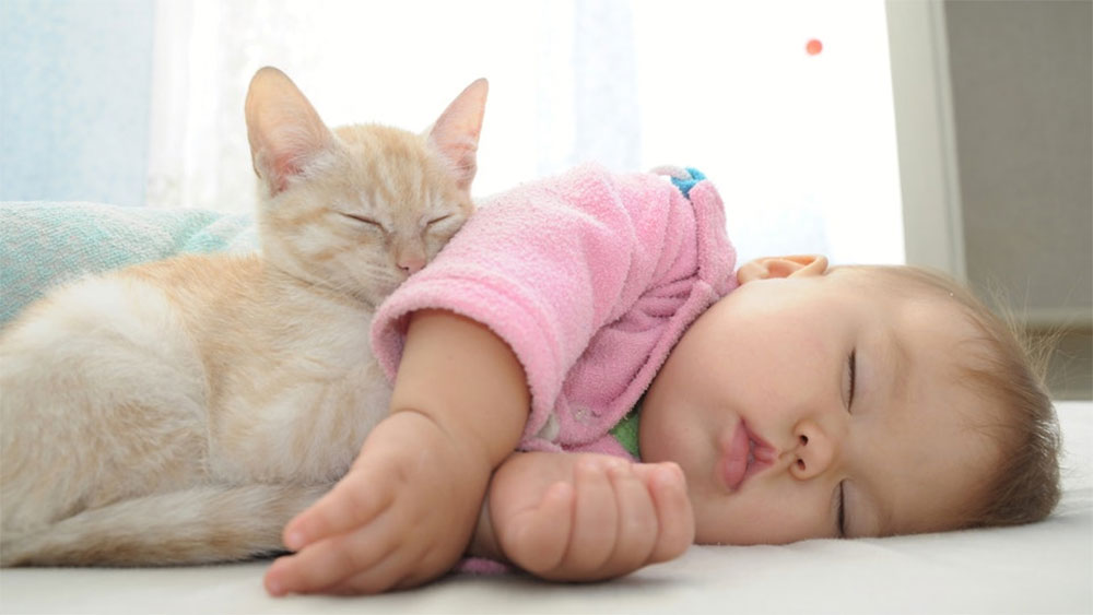 با رعایت نکات لازم رابطه ی گربه و نوزادتان را به بهترین شکل رقم بزنید.