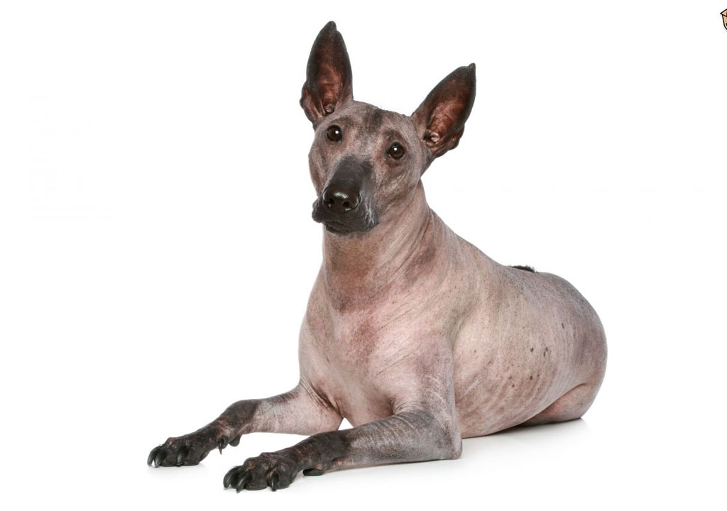 سگ نژاد شولویتزکوینتلی یا مکزیکی بی مو