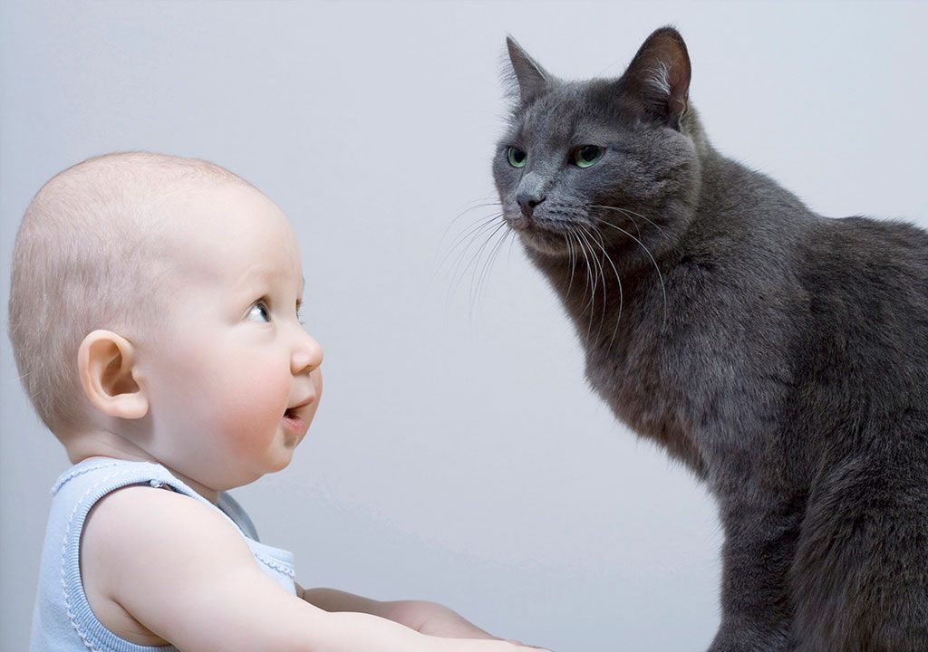  ملاقات گربه با نوزاد