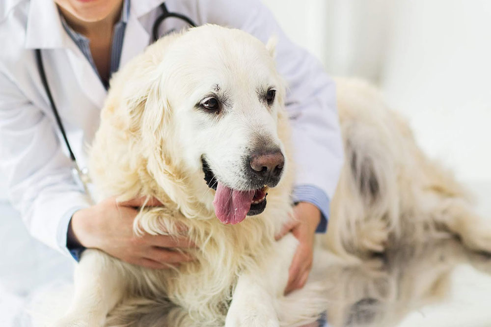 نارسایی قلبی سگ/بیماری قلبی سگ