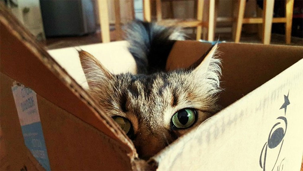 گربه ها علاقه ی زیادی به پنهان شدن در جعبه دارند.