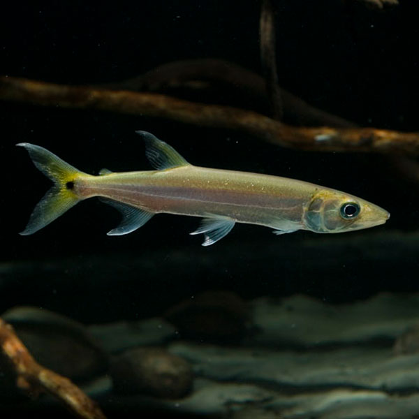 Freshwater Barracuda