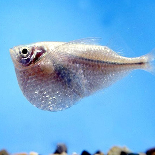 Common Hatchet fish