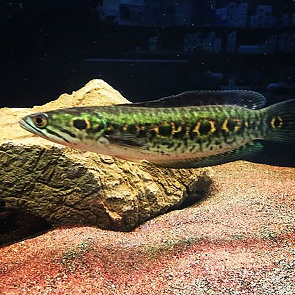 Snakehead fish