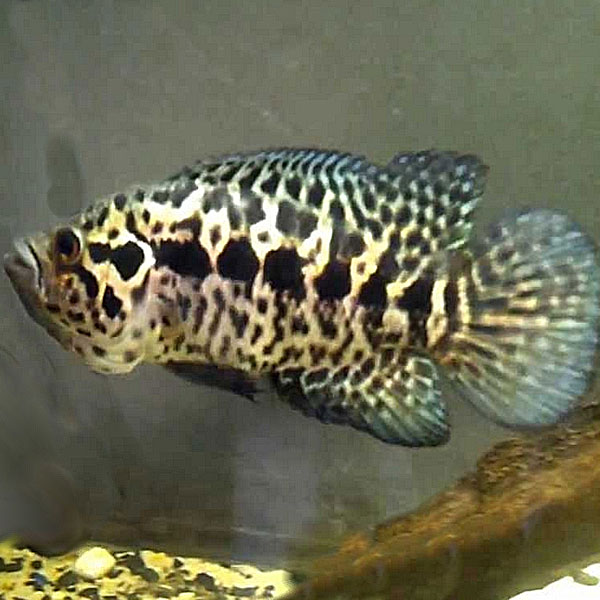 Spotted climbing perch