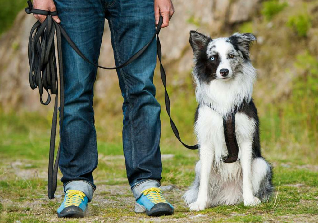 3 نمونه از وسایل آموزشی که در تعلیم وتربیت سگ ها مورد استفاده قرار می گیرد
