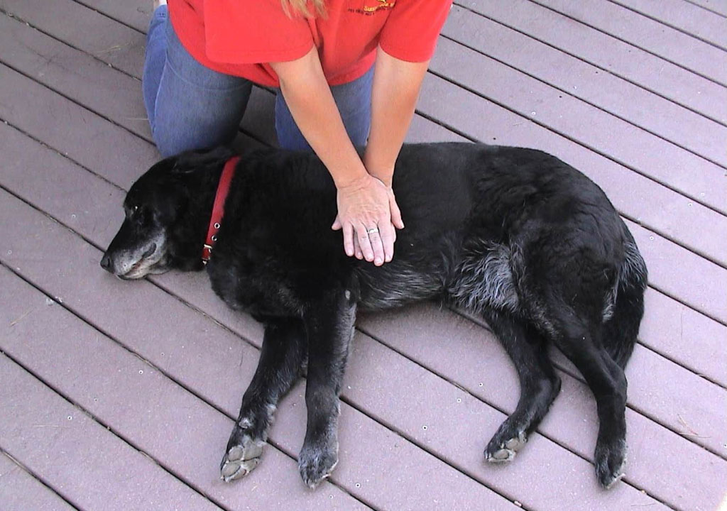 8 مورد از کمک های اولیه سگ و فوریت های پزشکی در رابطه با سوانح و تصادفات