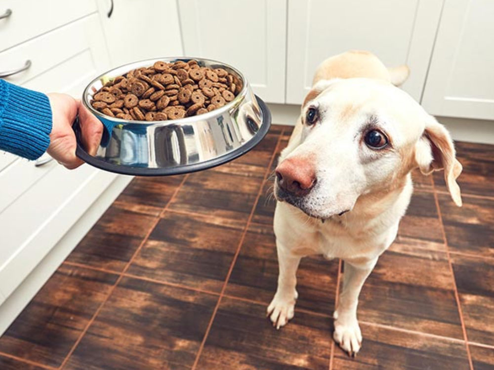 پروتئین در اصول تغذیه سگ