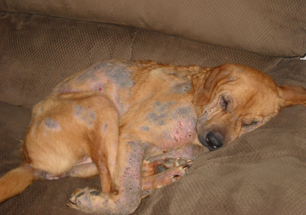 آلودگی انگلی سگ ؛ انواع این بیماری و راه های پیشگیری و درمان آن