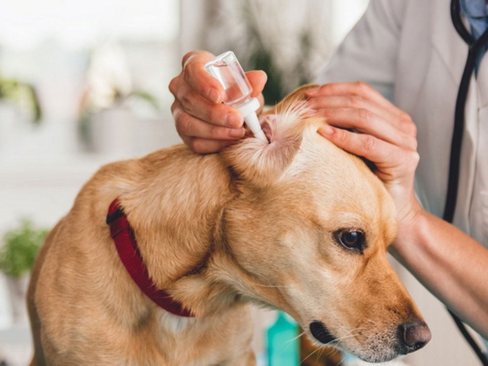  مراقبت و معاینه از گوش ها (بهداشت اولیه سگ)