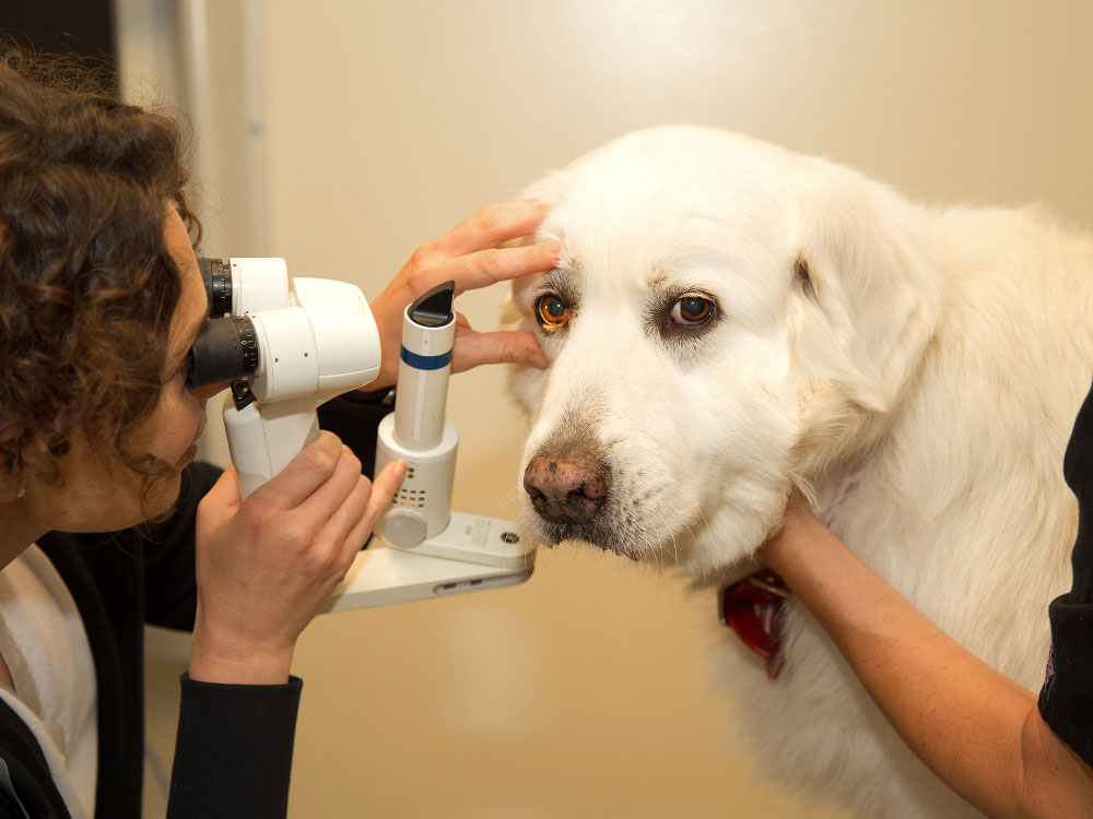 مراقبت از چشم ها (بهداشت اولیه سگ)