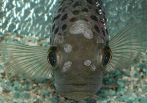 بیماری ماهیان آب شیرین بیماری ماهیان آکواریومی نحوه درمان ماهیان آکواریومی