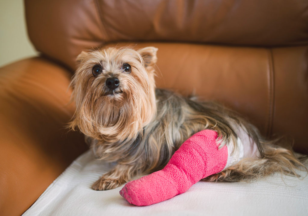 انواع زخم و شکستگی در سگ ها و راه های درمان این صدمات و آسیب دیدگی ها
