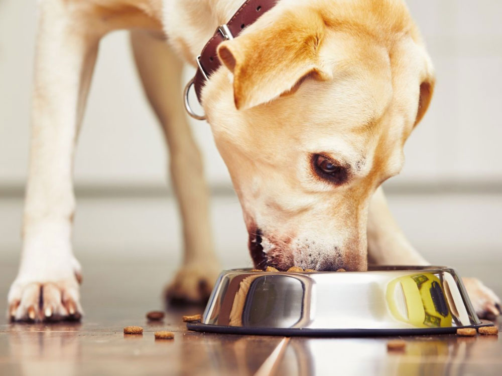 کوبوهیدرات موجود در غذای سگ (اصول تغذیه سگ)