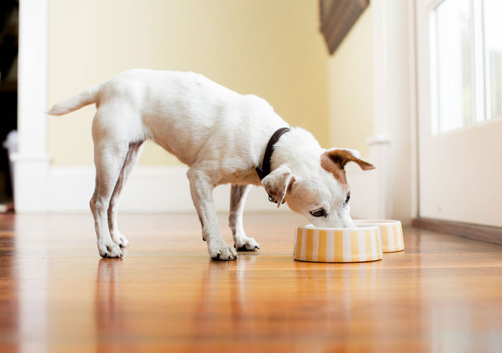 3 نوع غذای آماده مناسب برای تغذیه سگ و اطلاعاتی که در این رابطه باید بدانیم