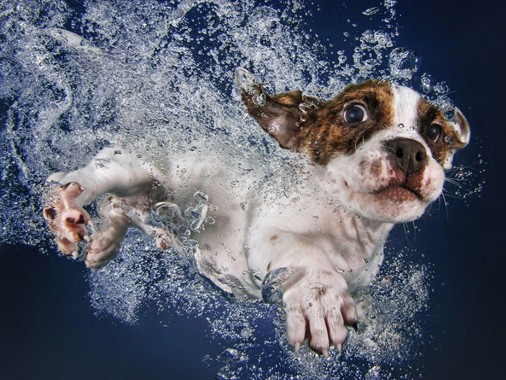 غرق شدن سگ