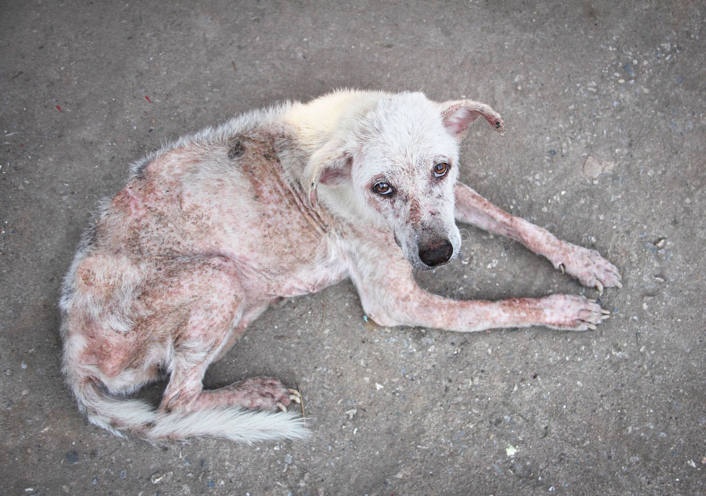 آلودگی قارچی سگ ؛ 3 نمونه از آن و نقش پوست در پیشگیری و درمان این بیماری ها