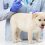 واکسن سگ ؛ ضرورت استفاده از آن و نام واکسن هایی که باید حتما زده شوند