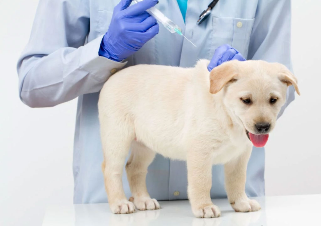 واکسن سگ ؛ ضرورت استفاده از آن و نام واکسن هایی که باید حتما زده شوند