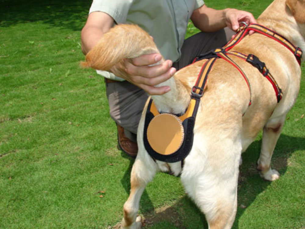 تدابیر درمانی کیسه های مقعدی سگ
