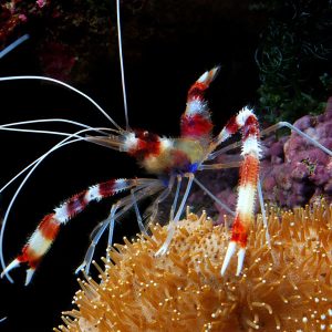میگو باکسر - Banded Coral Shrimp