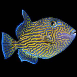ماشه ماهی خط دار - Bluelined Triggerfish