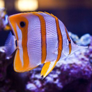 پروانه ماهی نوار مسی - Copperband Butterflyfish