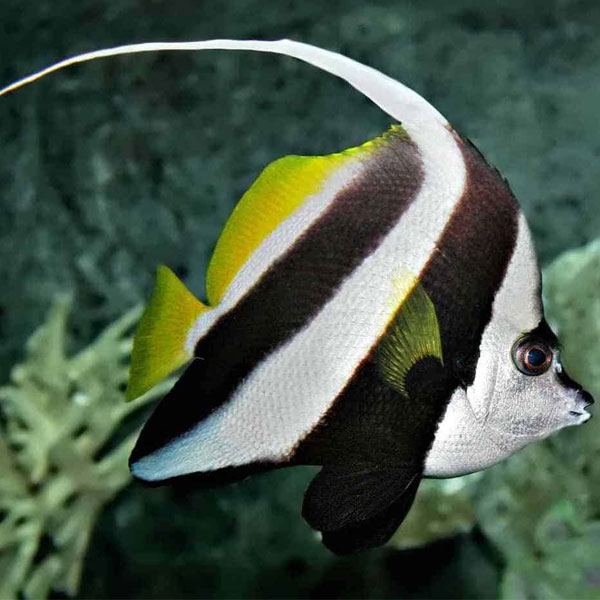 پروانه ماهی آنتن دار - Longfin Bannerfish