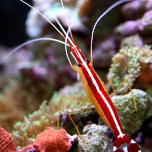 میگو کلینر - Scarlet Cleaner Shrimp