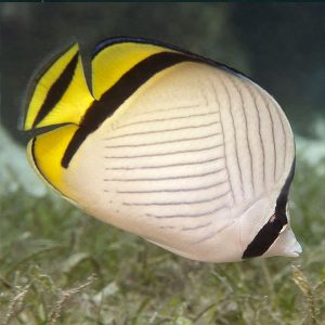 پروانه ماهی واگابوند - Vagabond Butterflyfish