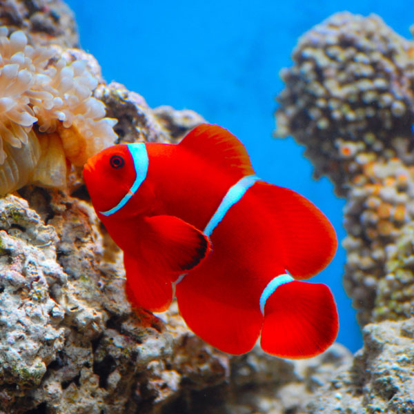 دلقک ماهی مارون - Maroon Clownfish
