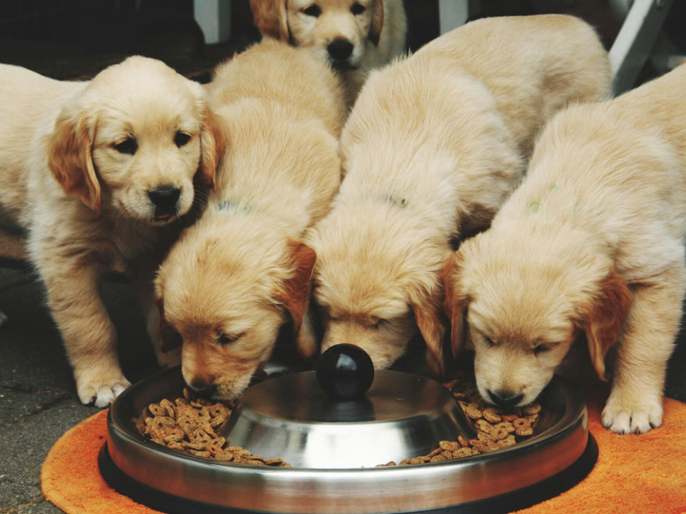 تغذیه توله سگ در 6 ماهگی