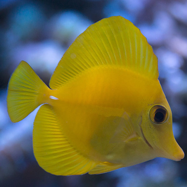 جراح ماهی زرد هاوایی - Yellow Tang