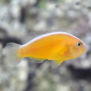 دلقک ماهی اسکانک نارنجی - Orange Skank Clownfish