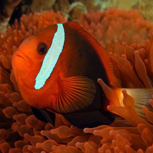 دلقک ماهی دارچینی - Anemonefish