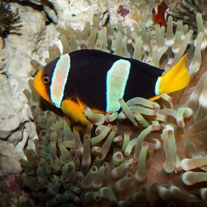 دلقک ماهی کلارکی - Clarkii Clownfish