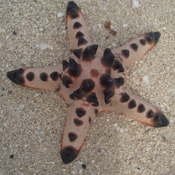 ستاره دریایی خاردار شکلاتی - Chocolate Chip Sea Star