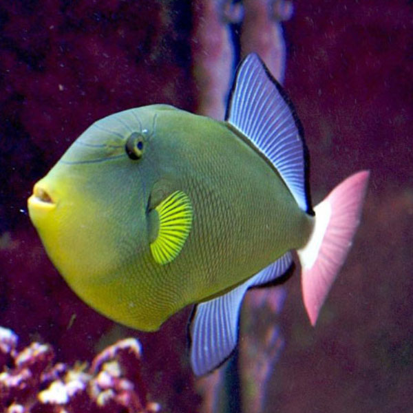 ماشه ماهی دم صورتی - Pinktail Tigger fish