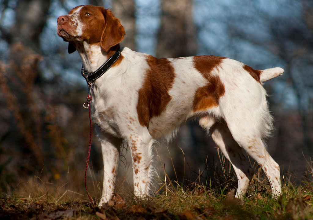 4 نمونه از نژاد های معروف سگ و ویژگی های کلی آنها