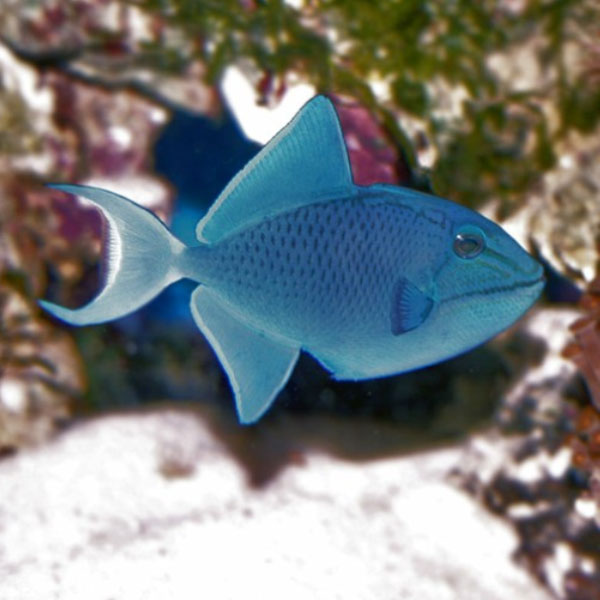 ماشه ماهی نایجر - Niger Triggerfish