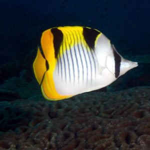 پروانه ماهی فالکولا - Falcula Butterflyfish